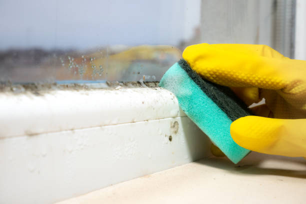 Best Commercial Mold Inspection  in Sharon, MS